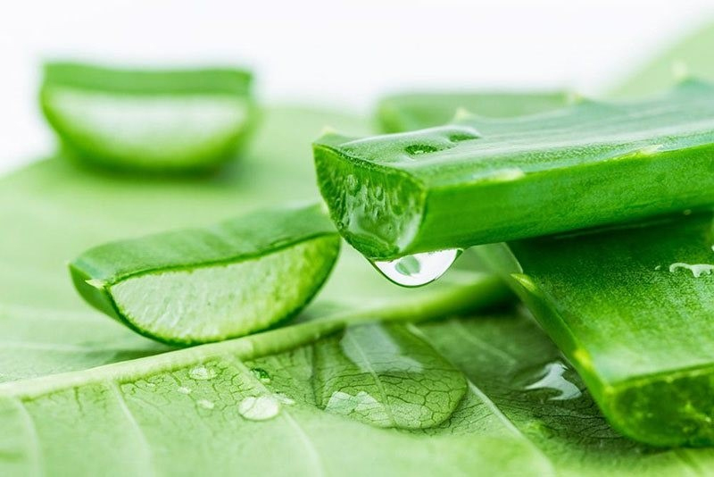Chiết xuất lô hội aloe vera trong mỹ phẩm có tác dụng gì cho da? - 6 - sebamed Hướng dẫn cách trị bệnh chàm theo dân gian bằng nha đam.