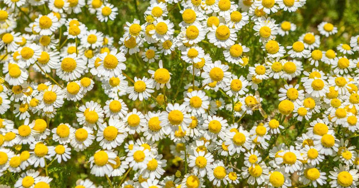 Tác dụng làm đẹp của camomile, hoa cúc la mã, thần dược của sắc đẹp - sebamed Camomile là gì? Camomile được chiết xuất từ đâu?