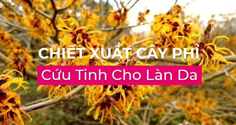 chiet xuat cây phỉ