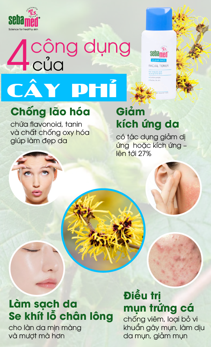 Chiết xuất cây phỉ cứu tinh cho làn da của bạn - 9 - sebamed cong dung cua cay phi - 3